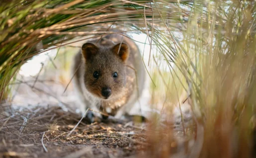 Rottnest Island, Quokka