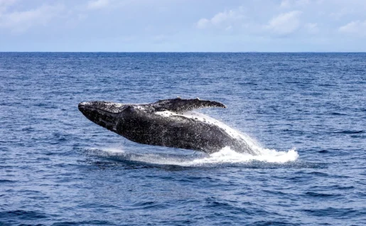 Baleine