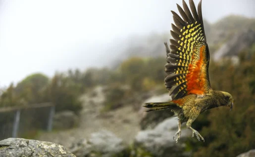 Kea
