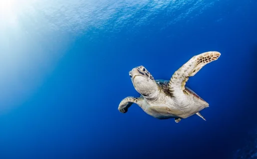 Une jeune tortue aux Tuamotu
