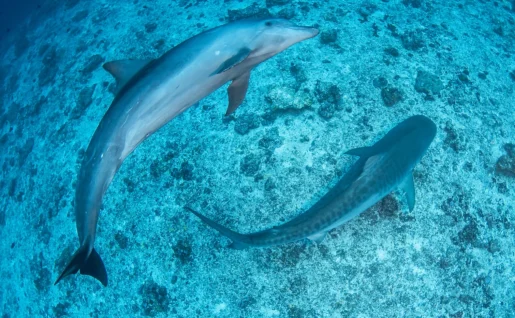 Dauphin et requin à Rangiroa