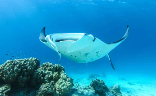 Raie Manta à Tikehau
