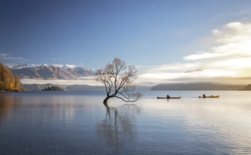 Wanaka Tree, Wanaka