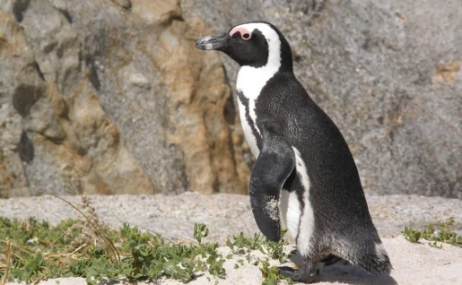 Manchot du Cap à Boulders Beach