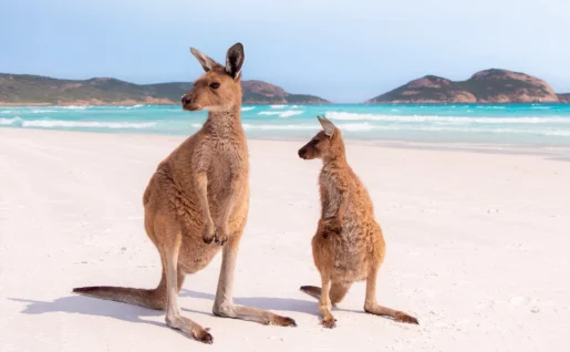 Kangourou, Esperance