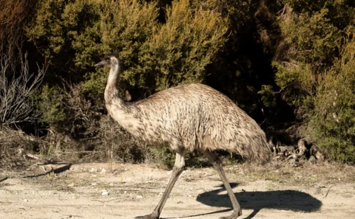 Emeu, Innes National Park, Yorke Peninsula