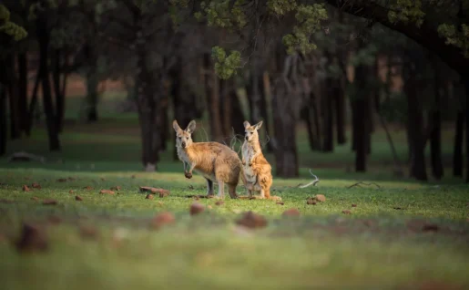 Kangourou, Ikara-Flinders Ranges National Park, Flinders Ranges
